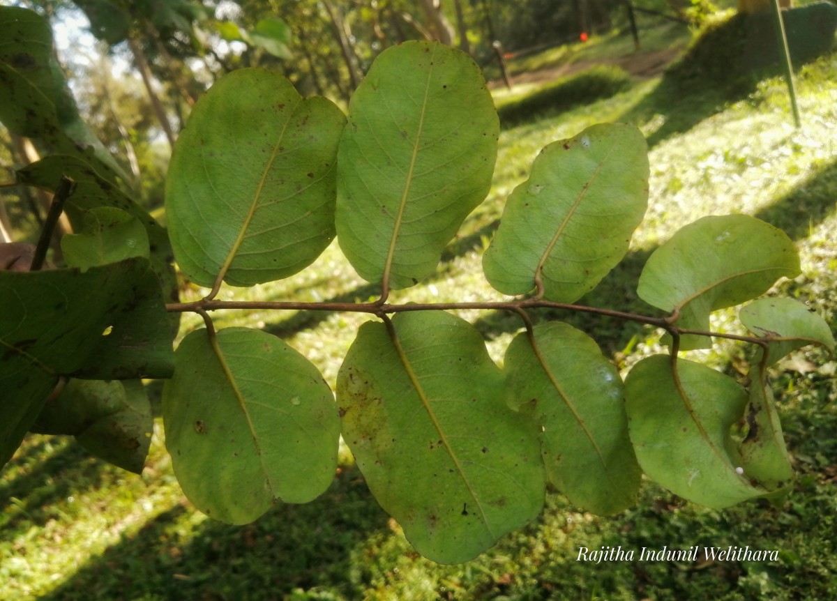 Terminalia anogeissiana Gere & Boatwr.